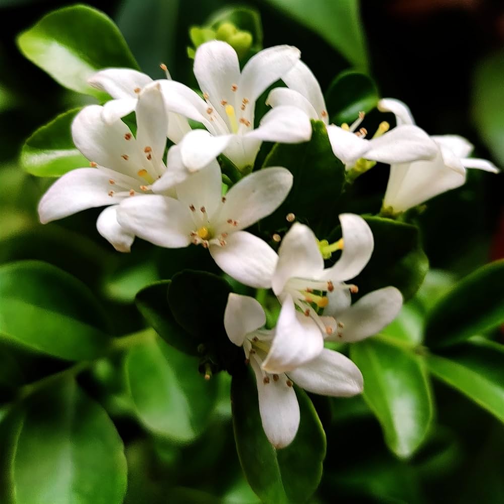 Orange Jasmine Murraya paniculata Flower Seeds for Planting