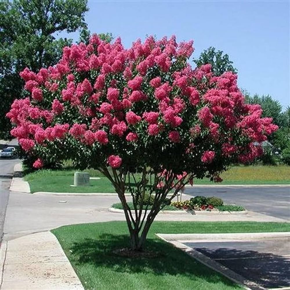 Crepe Myrtle Lagerstroemia Bonsai Flower Seeds