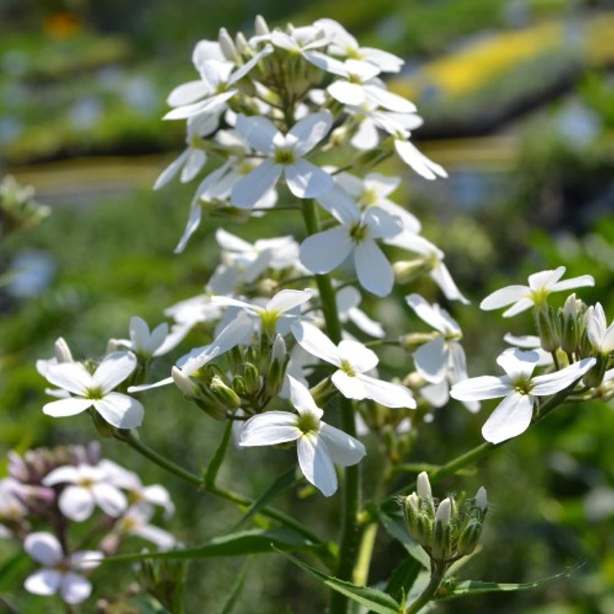 Hesperis Matronalis Seeds for Planting Hesperis matronalis for flower beds and wildflower gardens