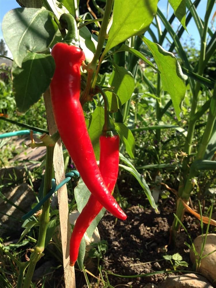 Cayenne Long Red Hot Pepper Seeds for Planting vegetable patch for Planting, Premium Vegetable Seeds | Heirloom Non-GMO