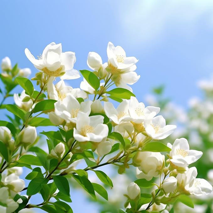Arabian Jasmine Jasminum sambac Flower Seeds for Planting in Garden