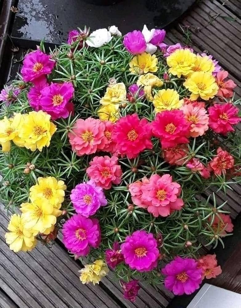 Mixed Portulaca Flower seeds for Planting - Colorful Display, Heirloom & GMO Free Seeds for Home Garden