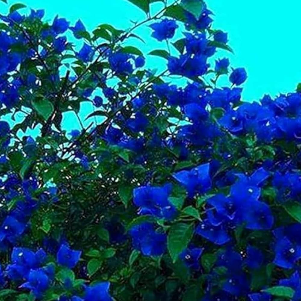 Blue Spectabilis Flower Seeds for Planting  Vibrant Blooms for Your Garden
