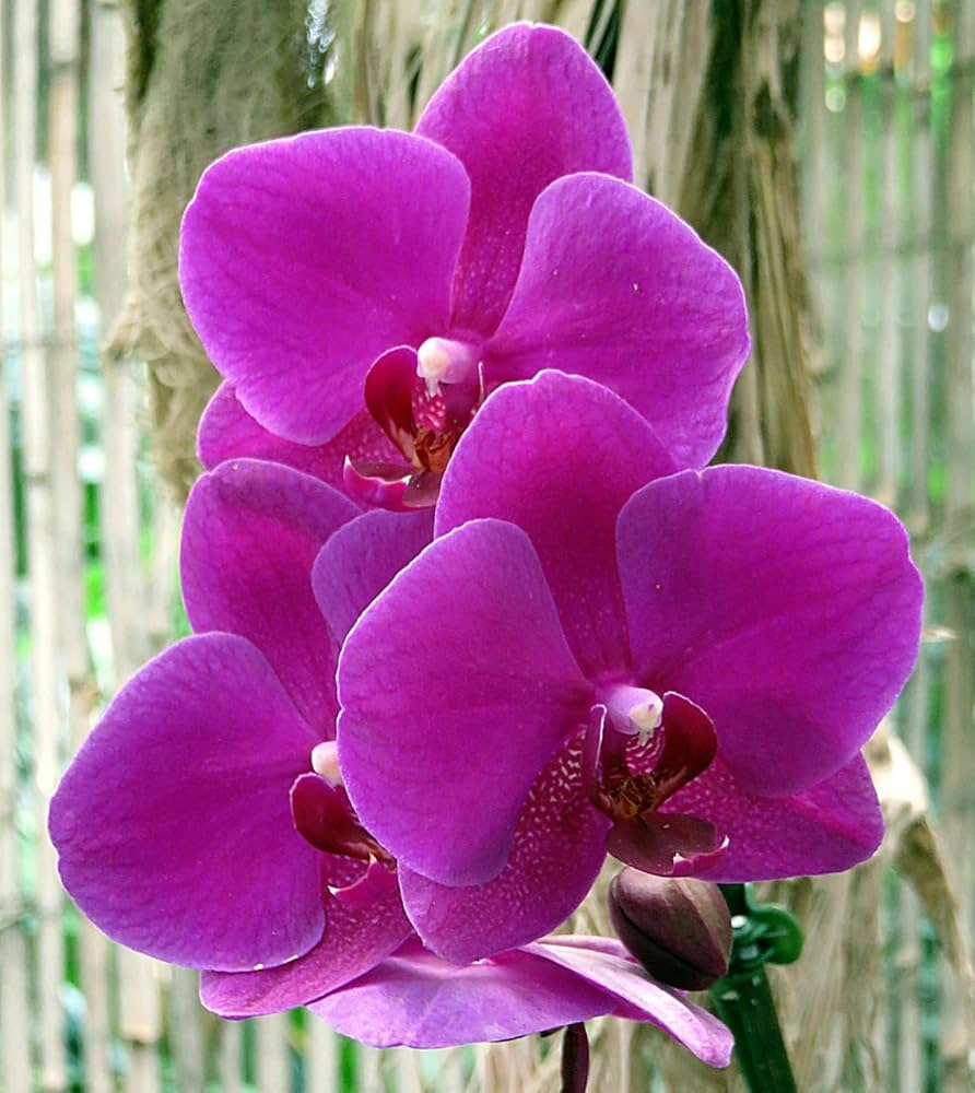 Butterfly Orchids Flower Seeds Violet Planting
