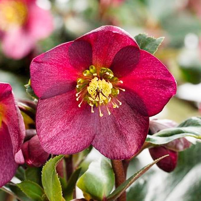 Hellebore Helleborus spp. Flower Seeds for Planting in Flower Bed & Garden