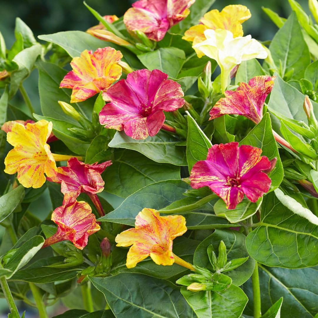 Mixed Mirabilis Jalapa Flower Seeds for Planting  Fragrant Annual Blooms for Your Garden.