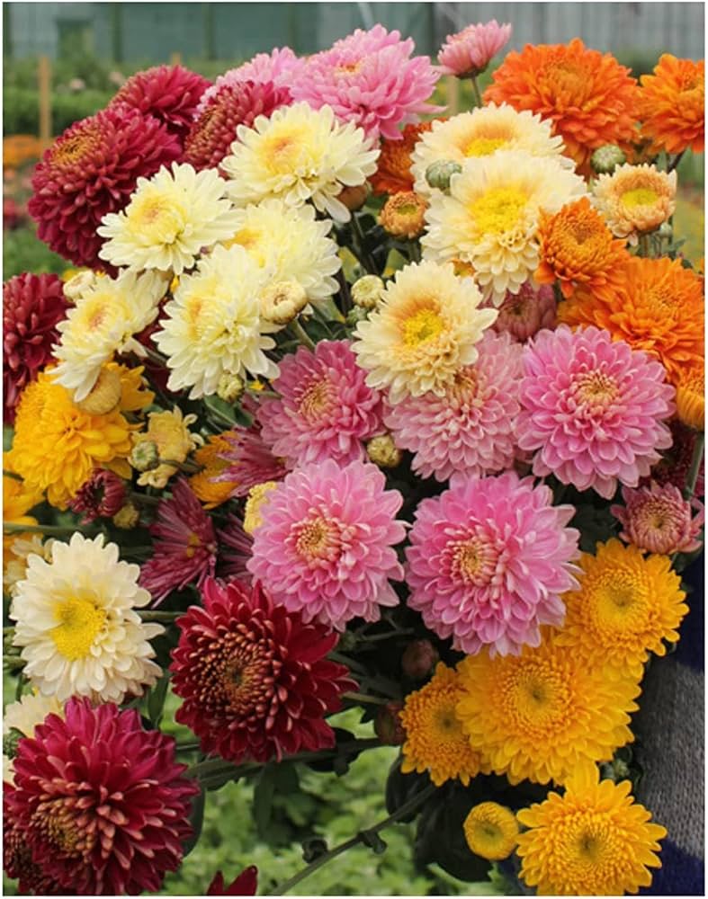 Chrysanthemum Seeds for Planting Chrysanthemum morifolium for flower beds and borders