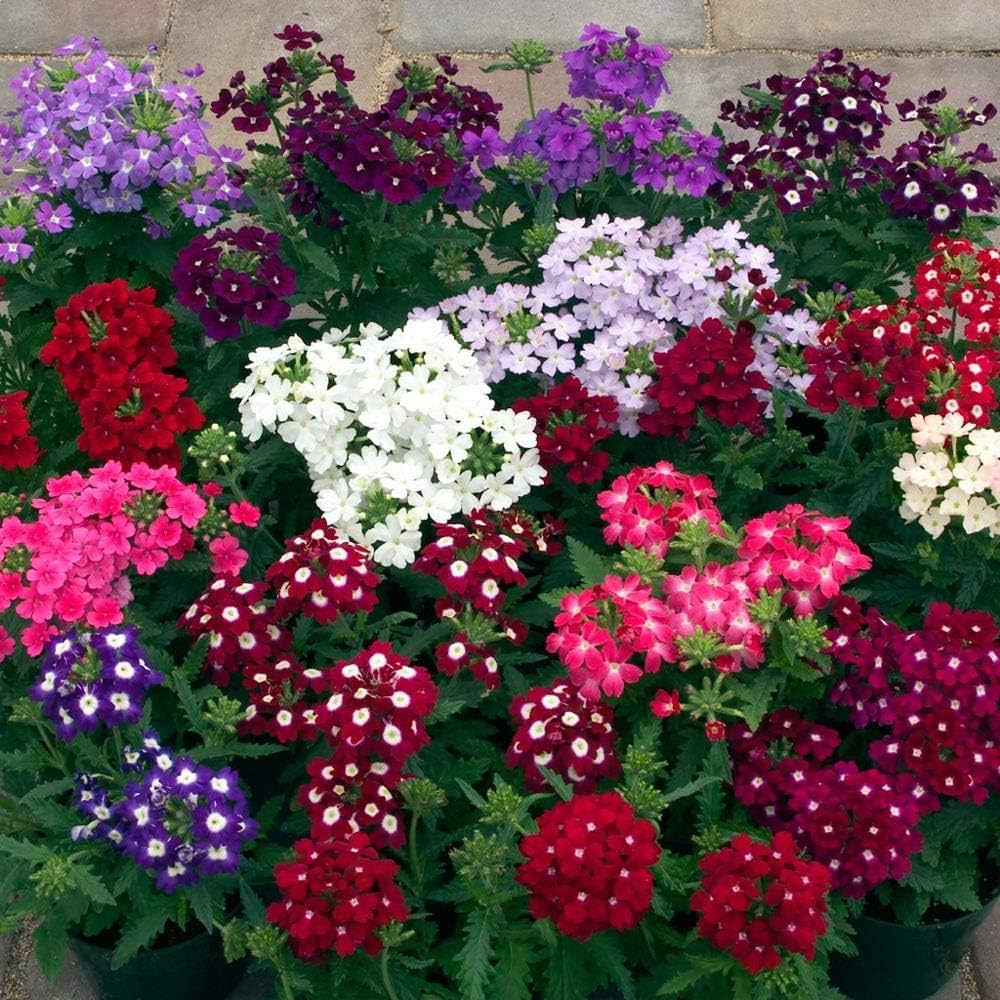 Verbena Dwarf Mix Flower seeds for Planting - Pollinator Friendly, Heirloom & GMO Free Seeds for Home Garden
