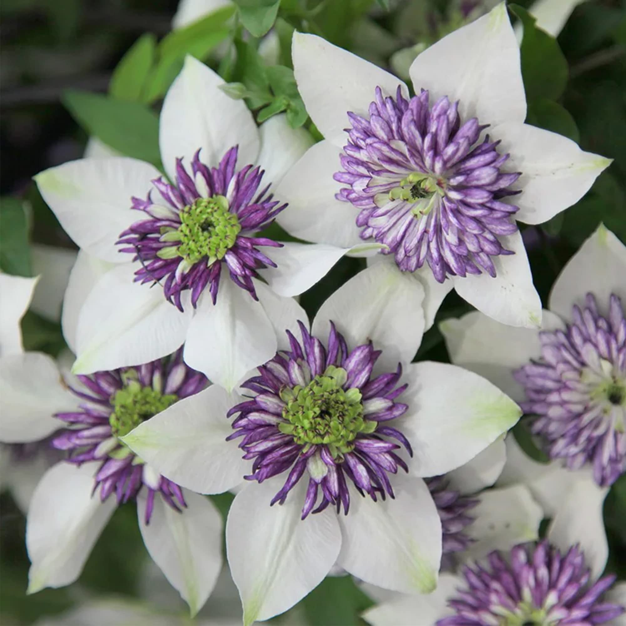 Clematis White Purple Flower seeds for Planting - Low Maintenance, Heirloom & GMO Free Seeds for Home Garden