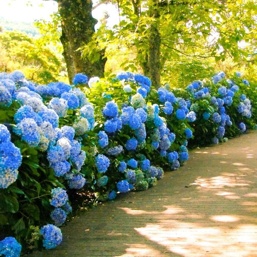 Blue Hydrangea Hydrangea Macrophylla Seeds for Planting - Ideal for Flower Bed & Home Garden