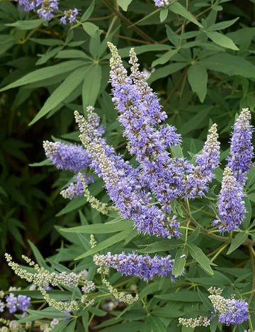 Purple Vitex Agnus Flower seeds for Planting - Drought Tolerant, Heirloom & GMO Free Seeds for Home Garden