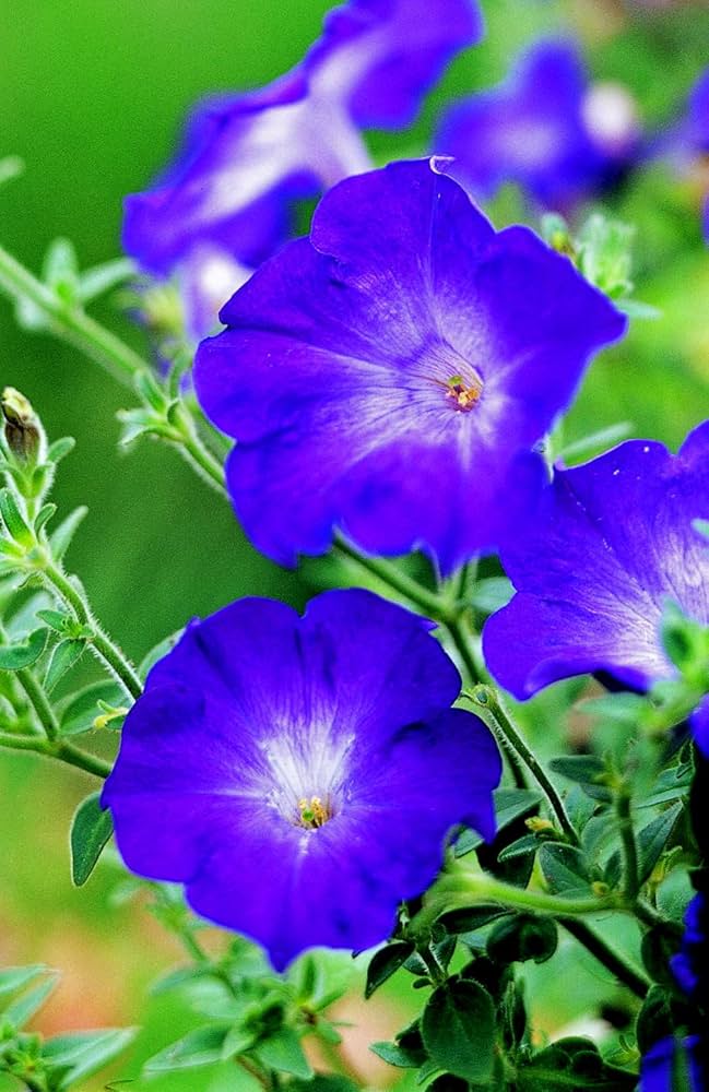 Blue Petunia Flower Seeds  Perfect for Planting