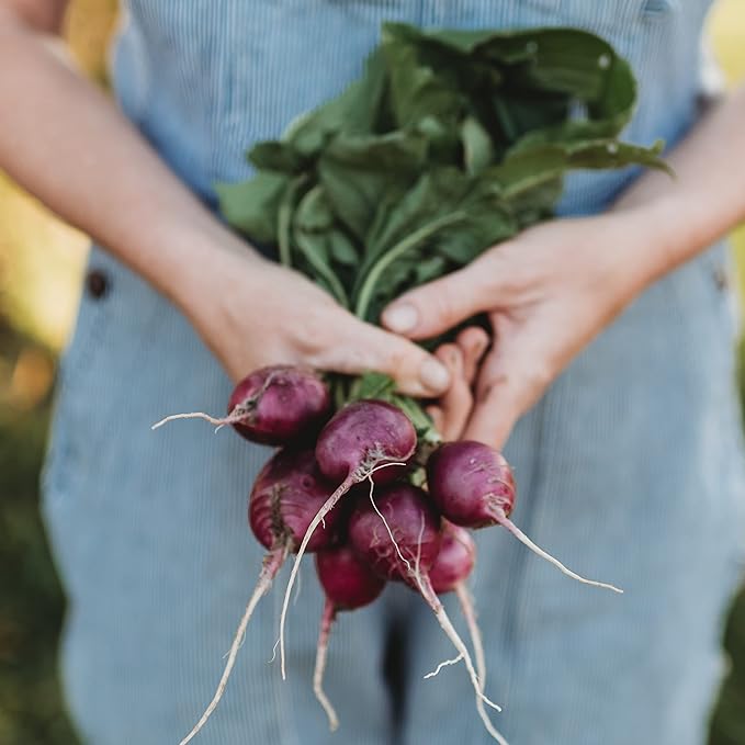 Purple Giant Radish Seeds for Bold, Spicy Radishes