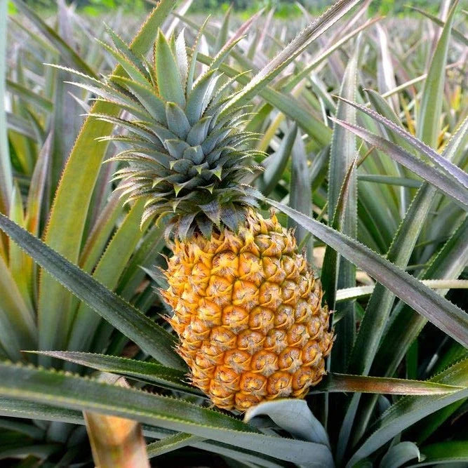 Yellow Pineapple Fruit Seeds for Home Planting