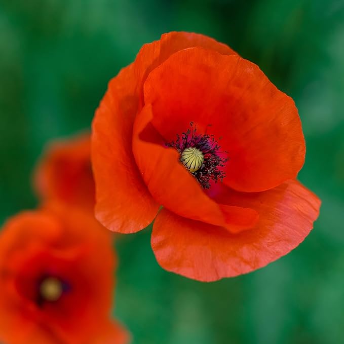 Poppy Papaver somniferum Seeds for Planting in Flower Bed & Garden