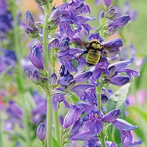 Penstemon Strictus Violet Seeds for Beautiful Violet Flowers