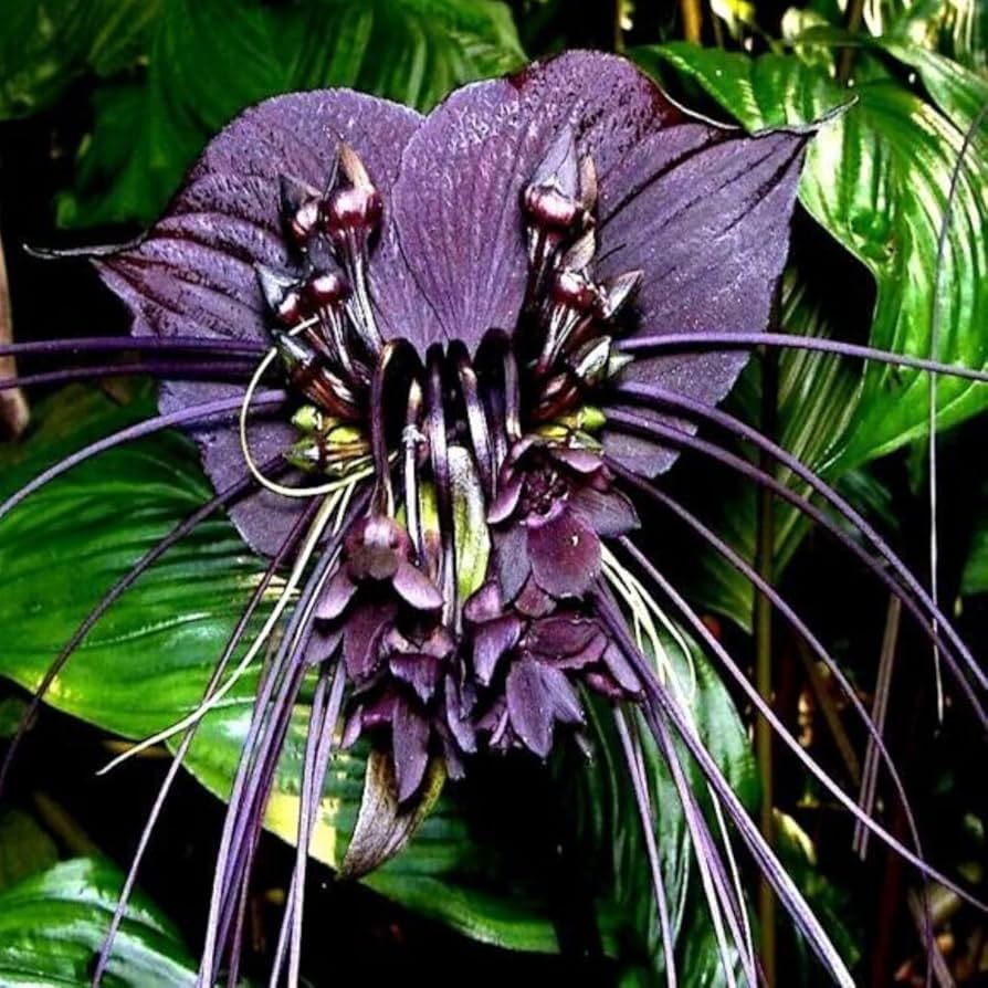 Tiger Orchid Flower seeds for Planting - Seasonal Bloomer, Heirloom & GMO Free Seeds for Home Garden
