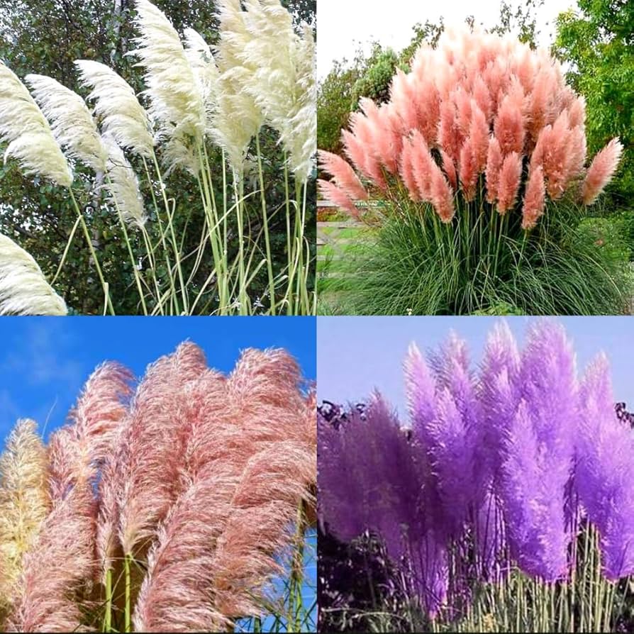 Pampas Mix Flower Planting Seeds - Vibrant Blends for Stunning Gardens - Evergrowseeds