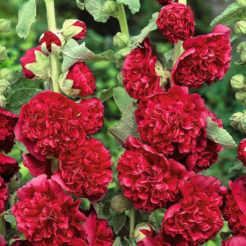 Maroon Hollyhock Flower seeds for Planting - Hardy Variety, Heirloom & GMO Free Seeds for Home Garden