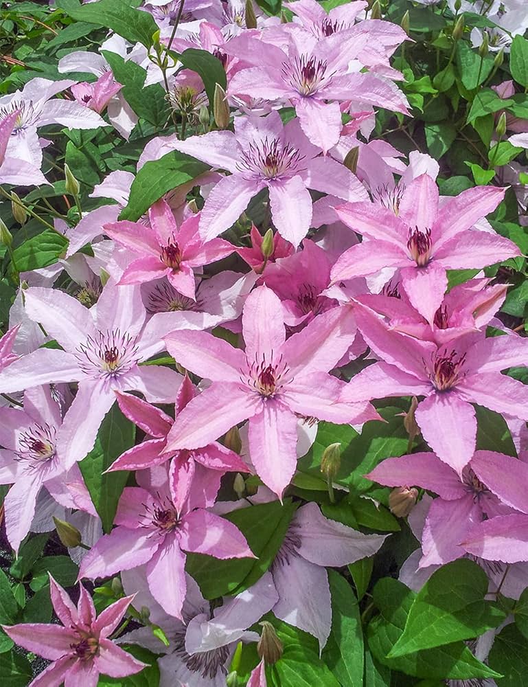 Light Pink Clematis Flower seeds for Planting - Easy to Grow, Heirloom & GMO Free Seeds for Home Garden