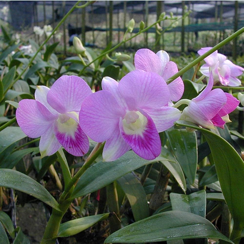 White Violet Cymbidium Flower Planting - Seeds for Thriving Blossoms in Your Garden