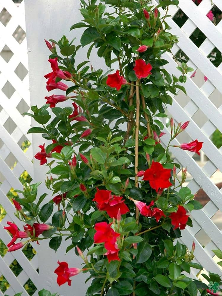 Climbing Mandevilla Sanderi Mandevilla sanderi Seeds for Planting in Vertical Garden