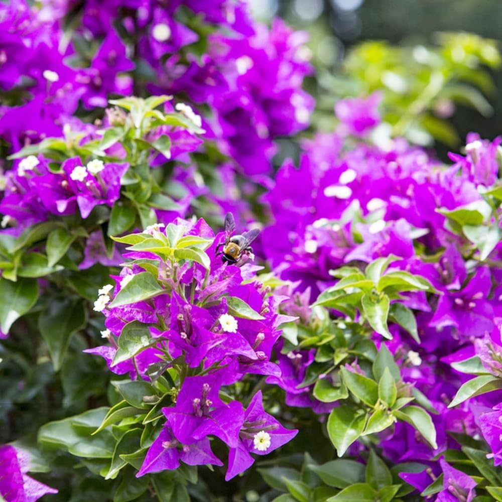 Bougainvillea Spectabilis Seeds for Planting in Flower Bed & Urban Garden