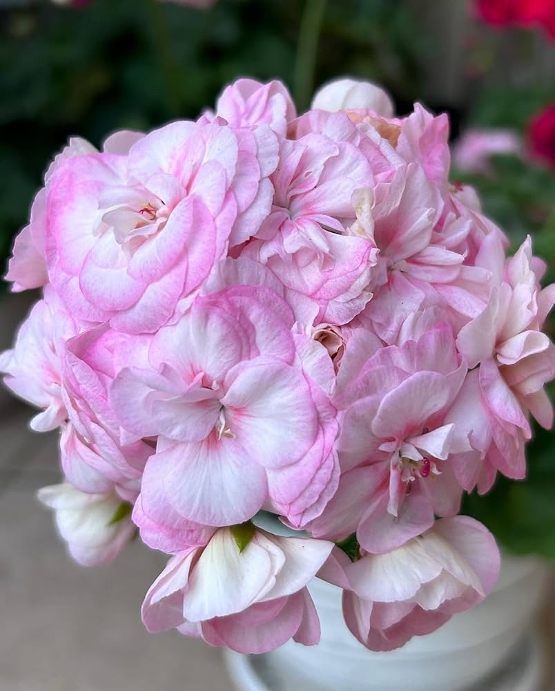 Violet White Geraniums Flower Seeds for Planting Shade Tolerant Heirloom & GMO Free Seeds for Home Garden
 
 Sale
