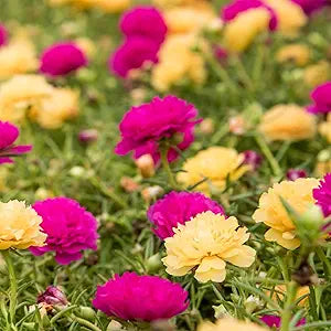 Moss Rose Yellow Seeds for Vibrant Yellow Moss Roses