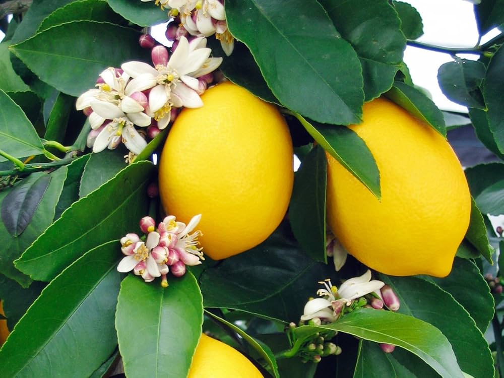 Fresh Harvest Lemon Seeds for Planting