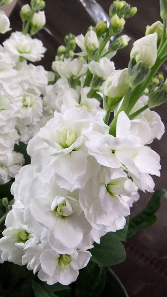 White Evening Stock Flower seeds for Planting - Fragrant Blossoms, Heirloom & GMO Free Seeds for Home Garden