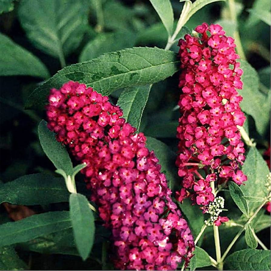 Dark Pink Buddleia Butterfly Bush Flower seeds for Planting - Long Bloom Season, Heirloom & GMO Free Seeds for Home Garden
 
 Sale