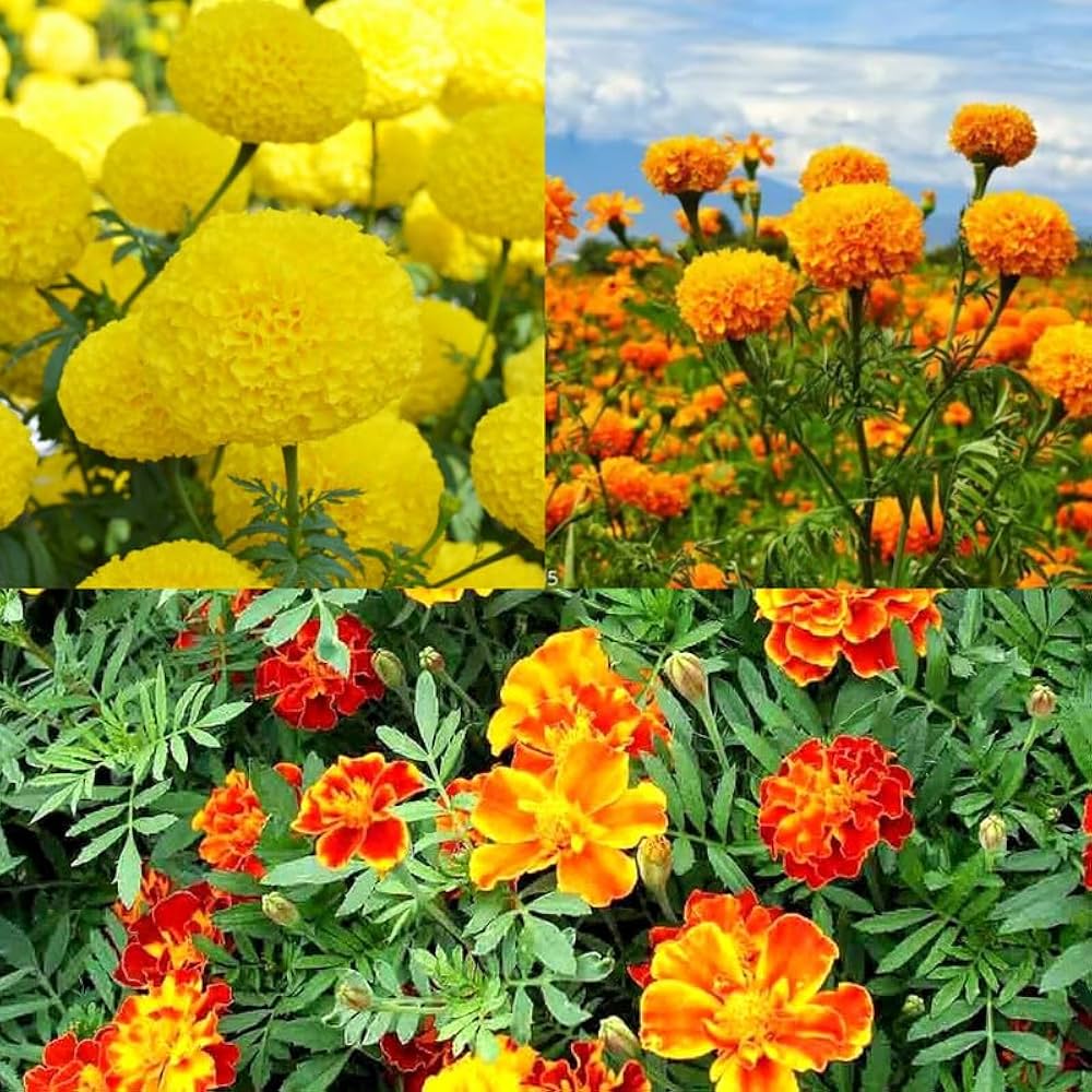Marigold Mix Flower Seeds for Planting - Vibrant Annual Blooms - Evergrowseeds