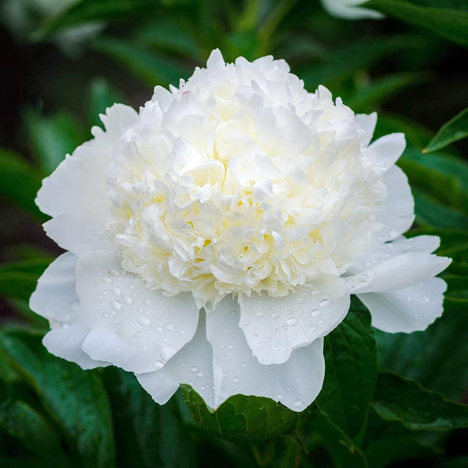 Peony Seeds Popular And Well-Loved Flowering Perennial Plant Large Showy Fragrant Blooms