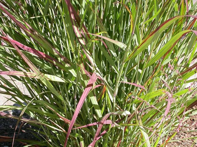 Switchgrass Panicum virgatum Plant Seeds for Planting in Landscape