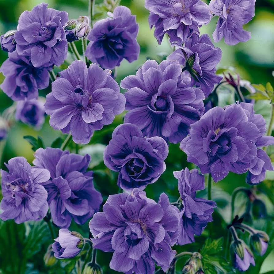 Blue Geranium Seeds for Planting - Beautiful Perennial Blooms