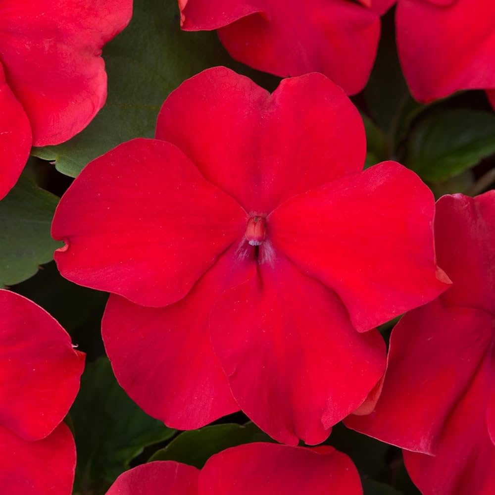 Impatiens Sun and Shade Burgundy Seeds for Versatile Flowering