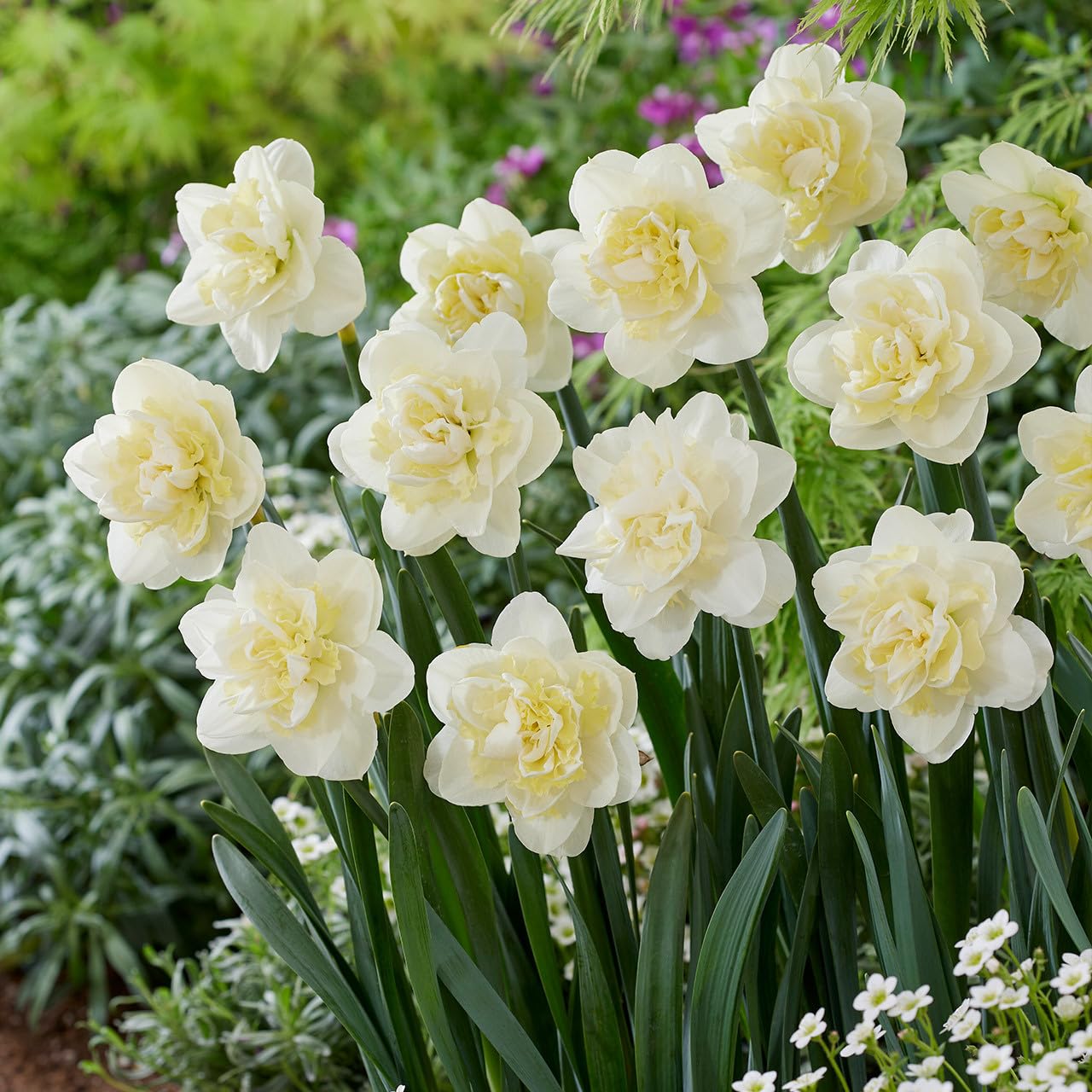 Light Green Narcissus Flower Seeds for Planting Easy to Grow Heirloom & GMO Free Seeds for Home Garden
 
 Sale
