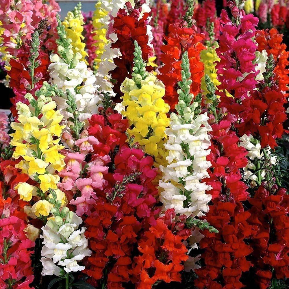Mixed Snapdragon Flower seeds for Planting - Seasonal Bloomer, Heirloom & GMO Free Seeds for Home Garden