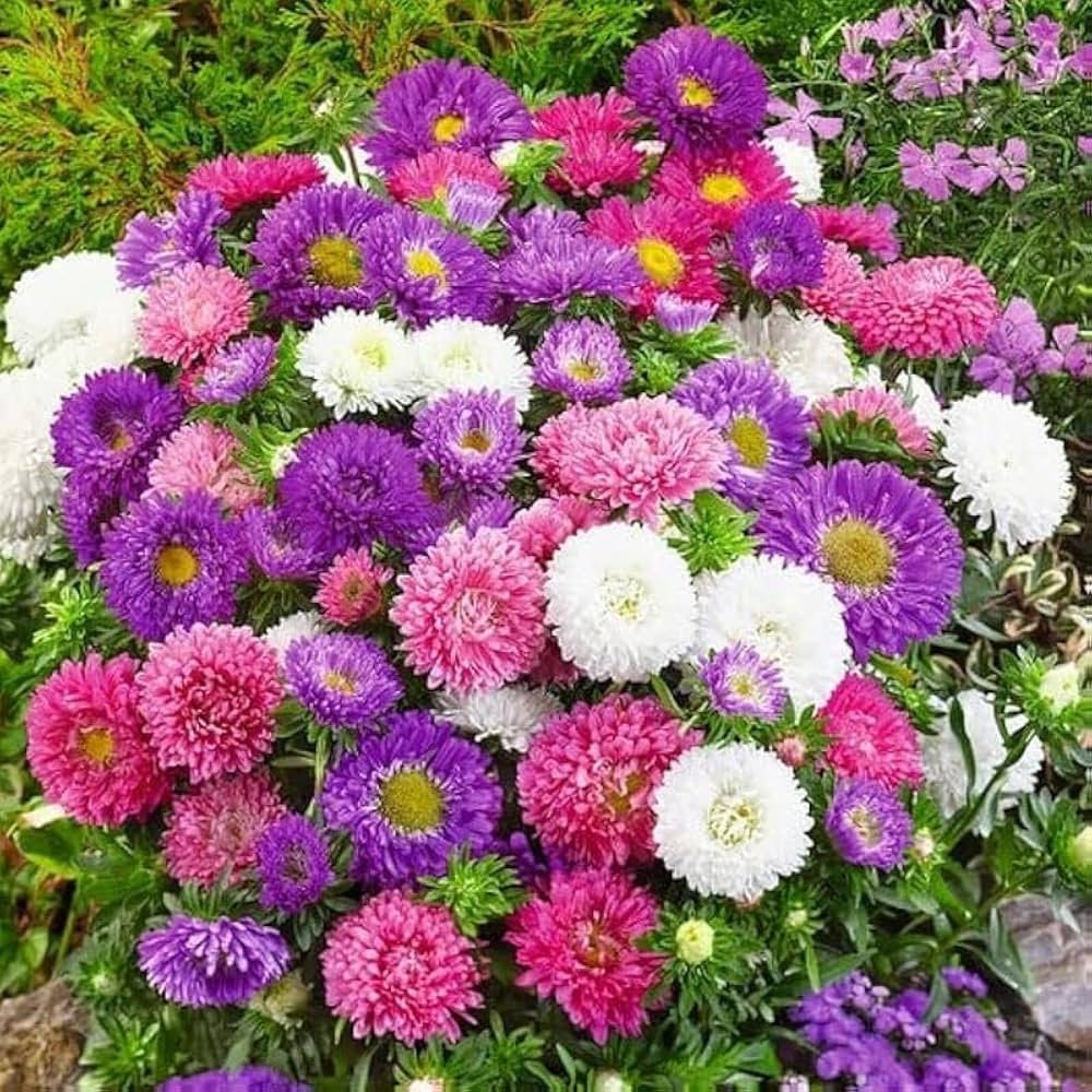 Ostrich Plume Aster Mix Seeds – Annual Feathery Blooms in Assorted Colors