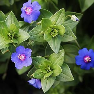 BLUE PIMPERNEL Seeds for Stunning Blue Flowers