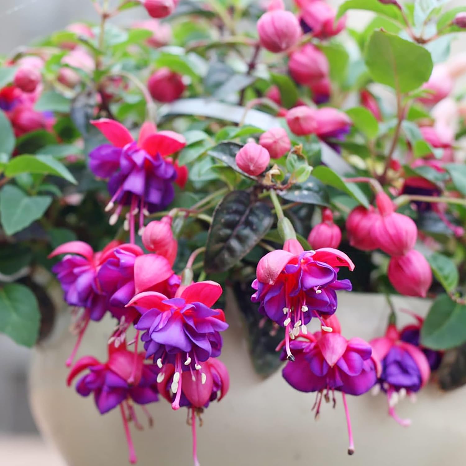 Fuchsia ’Dark Eyes’ Seeds Stunning And Vibrant Flowers Ornamental Plants Unique Flower