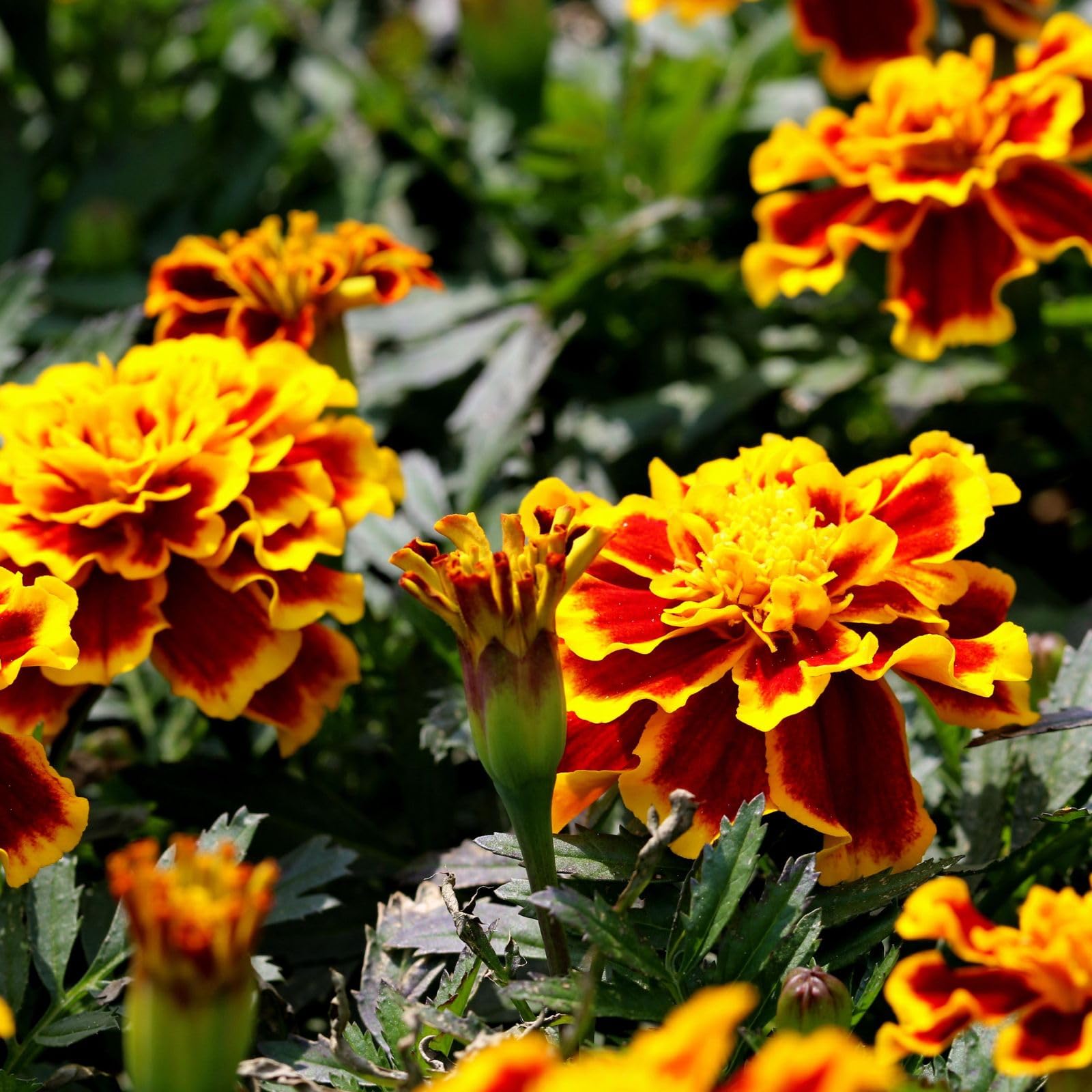 Marigold Samen Ez Wachsen Französisch Marigold Doppelte Gelbe und Rote Detailed Seeds for Planting flower bed