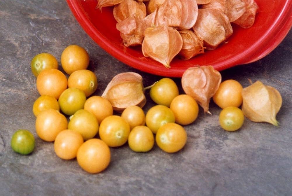 Pineapple Tomatillo Seeds for Rare Yellow Fruits, Eastern European Variety