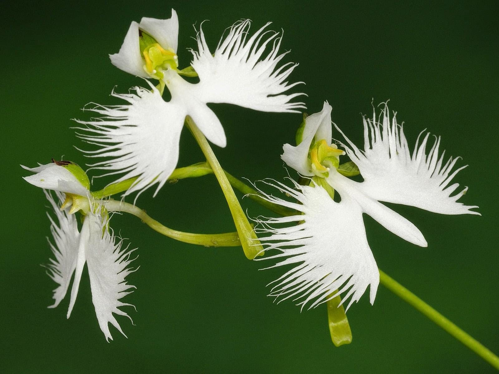 White Egret Orchid Flower seeds for Planting - Hardy Variety, Heirloom & GMO Free Seeds for Home Garden