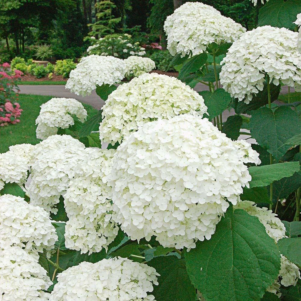 Hydrangea Flower seeds for Planting - Premium Quality, Heirloom & GMO Free Seeds for Home Garden