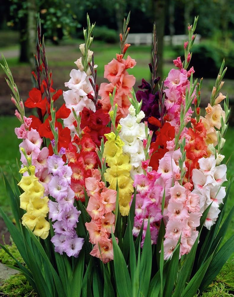 Plant Gladiolus Flower Seeds in Blue and White for Lush Elegance in Your Garden