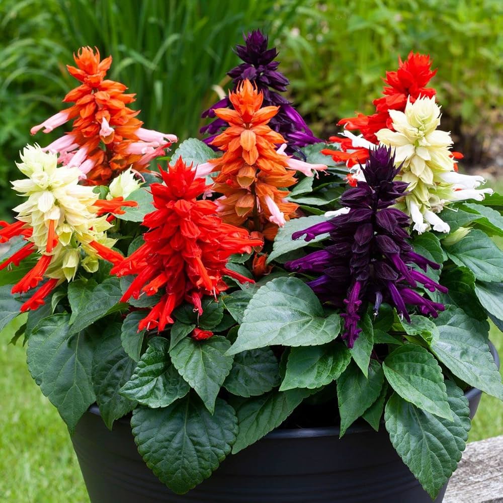 Salvia Splendens Sizzler Mix Seeds for Planting Urban Garden Flower Bed