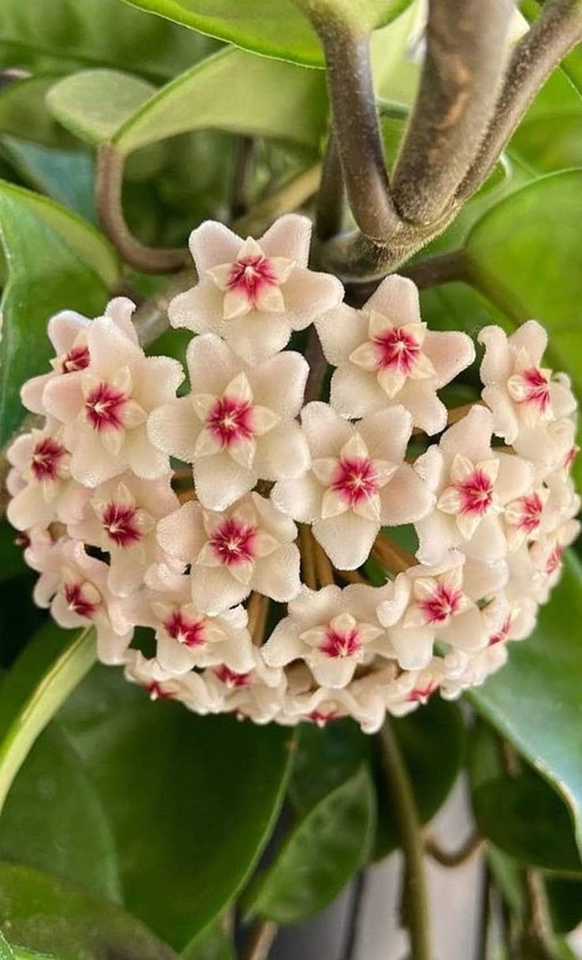 Fresh Hoya Flower seeds for Planting - Easy to Grow, Heirloom & GMO Free Seeds for Home Garden