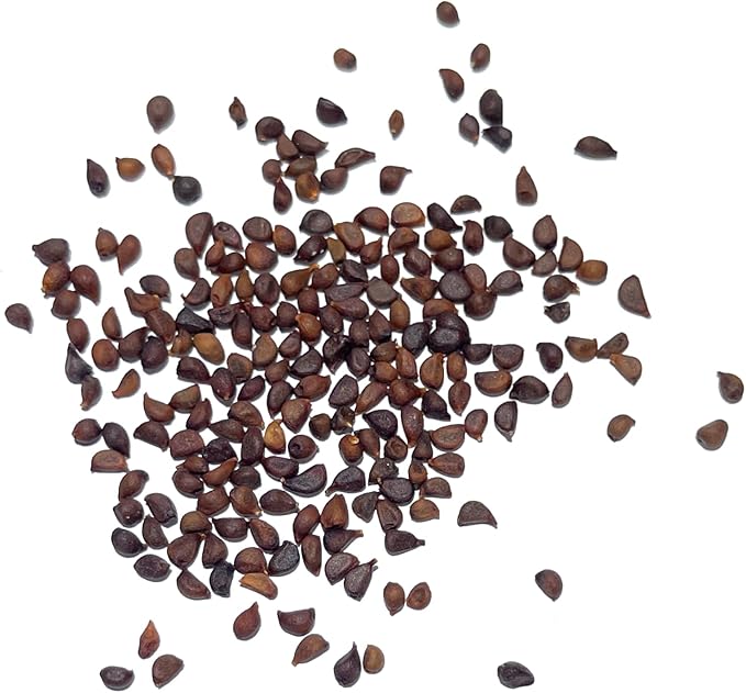 Iris Iris spp Flower Seeds for Planting in Flower Bed